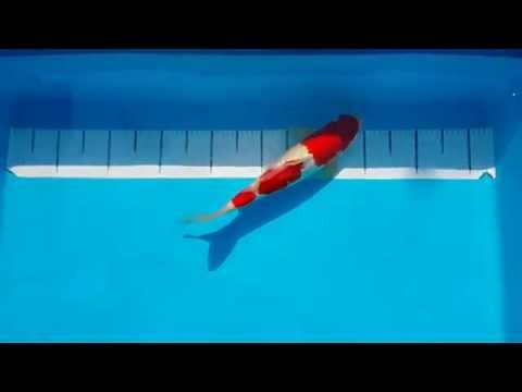 140328-01 G. Kohaku 40 cm.