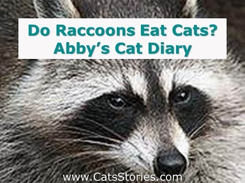 Do Raccoons Eat Cats?