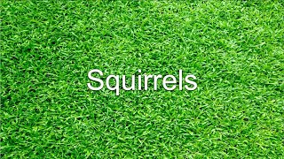 Squirrels (Parody of &quot;Girls&quot; by the Beastie Boys)