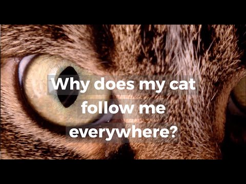 Why does my cat follow me everywhere?