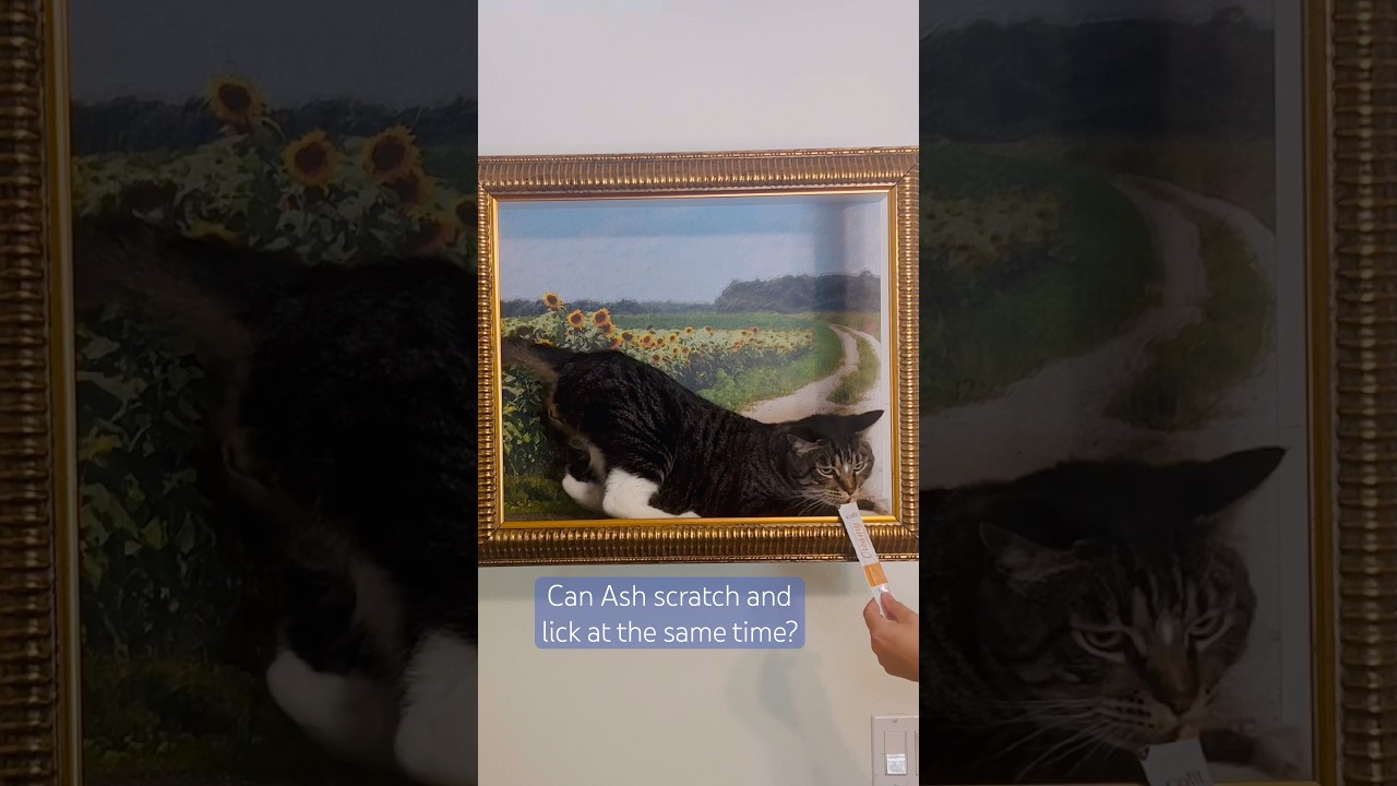 Enlarge Ash, a ADOPTABLE Tabby in Santa Clarita, CA video 3/5