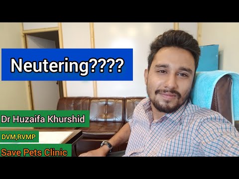 nauter a cat | orchidectomy in cats | surgery in cats| cats care | cats management