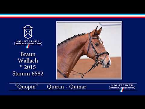 Holsteiner Frühjahrsauktion 2020 - Nr. 124 Quopin v. Quiran - Quinar