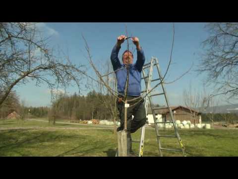 Baumschnitt Folge 06 - Schnittformen