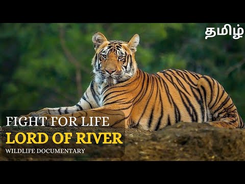 Fight For Life