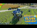 Olive🫒 Growing and Harvesting Gameplay - Farming Simulator 23 Mobile fs23