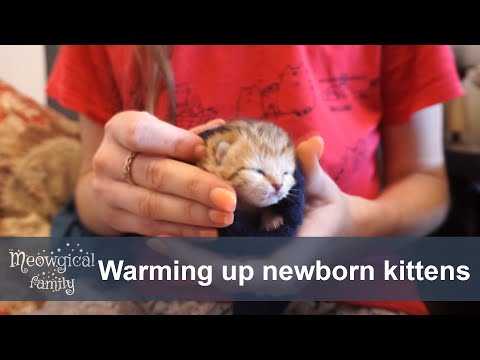 ✔️ Keeping warm - Newborn kitten survival guide, part 3