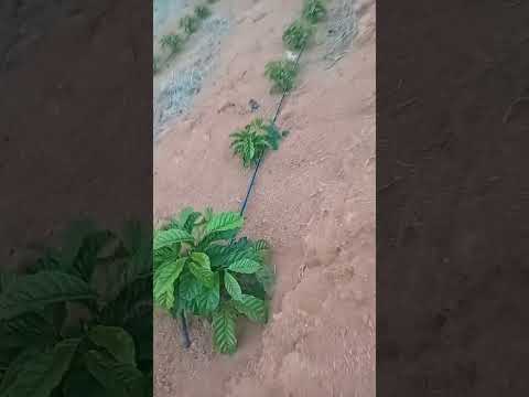 café novo irrigado Nova Belém MG#agro#viral#roça