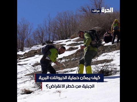 شاهد بالفيديو.. فريق يتحمل مخاطر الجبال لإطعام الحيوانات البرية والطيور