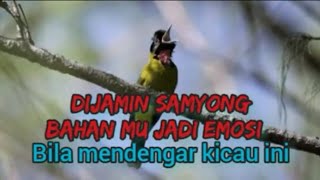 Download lagu Masteran ampuh untuk samyong bahan mp3