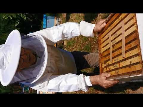 Organsko sretstvo protiv varoe