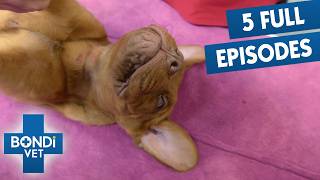 3 Hours Of Bondi Vet Season 9 | 5 FULL EPISODES