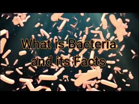 What is Bacteria |How bacteria rule over your body |Amazing facts of Bacteria By Health Consultation