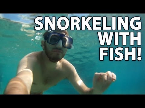 Snorkeling With Tropical Fish! -- Honeymoon (2 of 5)