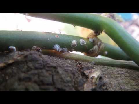 comment traiter cochenille farineuse