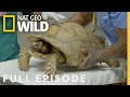 Tortoise And The Hairless Cat Full Episode Critter Fixers