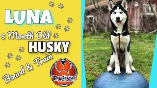 Download Lagu Husky, 5 Months Old, Luna | Husky Dog Training | Off Leash K9 Thumbnail