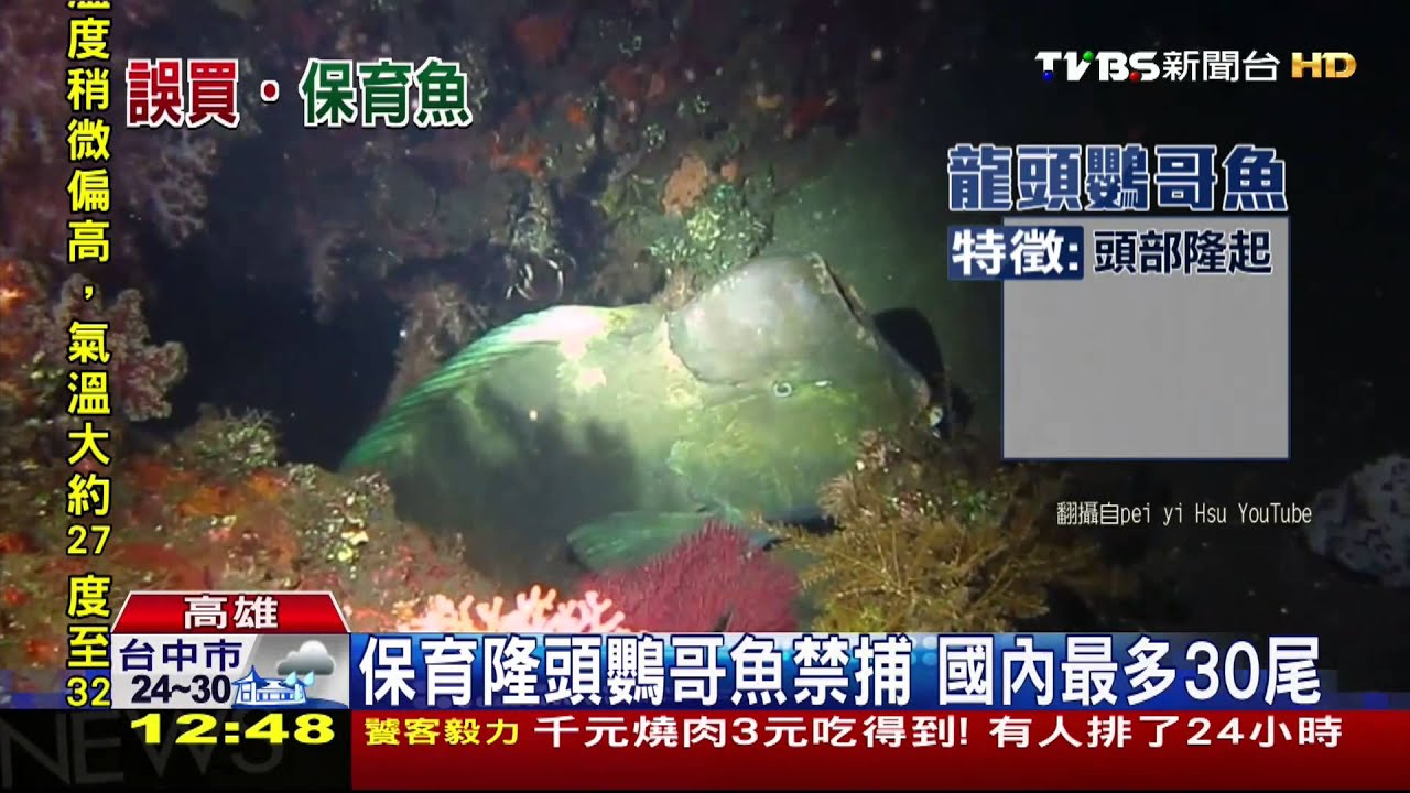 保育隆頭鸚哥魚排公開賣 牛排館遭檢舉
