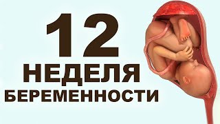 На какой акушерской неделе делают первый скрининг