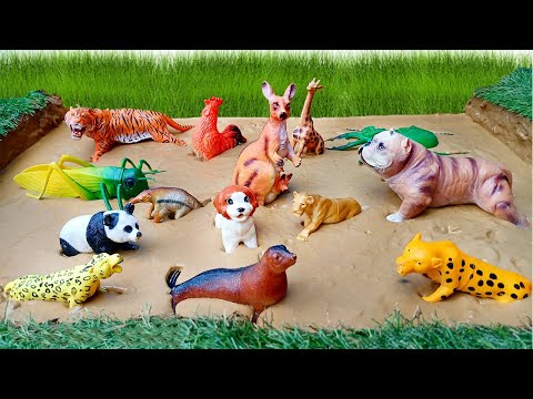 Muddy Pitbull Dog and Kangaroo Explore Wild Animal World