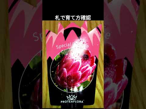 プロテアについて詳しく解説