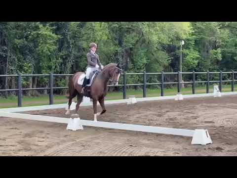 MSJ Secrets Out (Sir Donnerhall x Totilas) born 2015