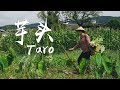 Food material for various cooking ways-How would you like to eat taro?