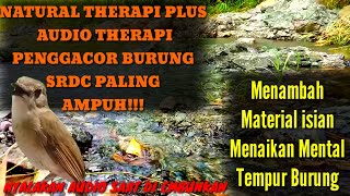 Download lagu Terapi srdc paling ampuh Dan masteran srdc biar cepat bunyi full durasi panjang non-stop.... mp3