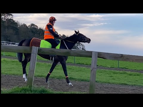 NEWMARKET | Unbelievable!! | Famous Warren Hill Gallops