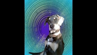 Music video thumbnail preview for Os Mutantes - Vida de Cachorro by Os Mutantes