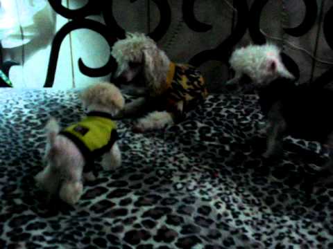 Ameerah y Habiba Farah