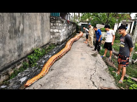 Detecting Traces Of The World's Largest Snake | Fishing TV