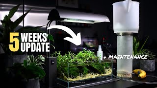 Naturalistic INDOOR MINI POND 5 Weeks Update