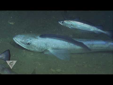 Stuck on you: This hake has a parasitic lamprey, but not for long!