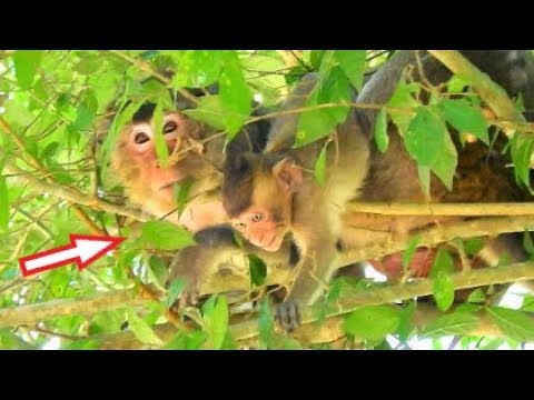 Surprise! Baby Maci Very Hungry Milk, But Mom Merry Tries To Stop Milk Her