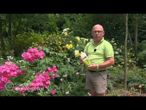 comment traiter les pucerons sur un hibiscus