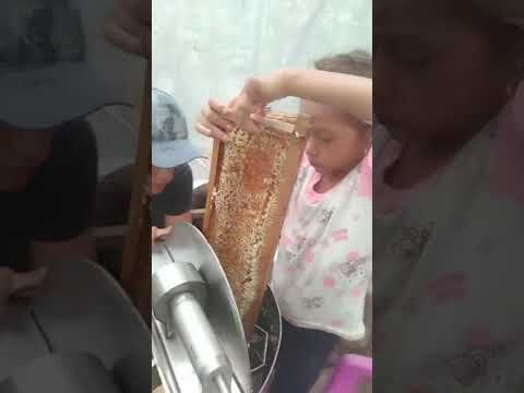 #ariysuschicuelos #abejas #familiabeekeeper Se continúa recogiendo los frutos Monterrey Casanare 🇨🇴