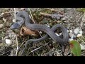 Van Hazelworm Naar 5 Gladde Slangen Coronella Austriaca Christian Olivier Vlog311