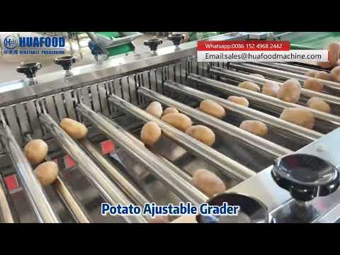High-Speed Potato Sorting Grading Machine with Adjustable Roller Bar System
