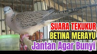 Download lagu Suara Tekukur Betina Memanggil Jantan Cocok Untuk Panvingan Di Rumah Agar Gacor Ampuh mp3
