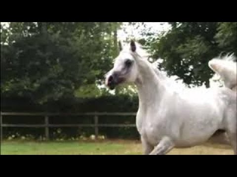 Flaxman’s Latifa - Straight Egyptian mare. Filmed by STC