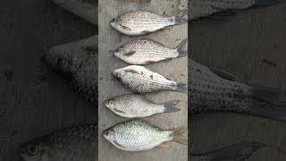 Download lagu Harvesting giant Nilem fish in the middle of the forest river #extrime #micro_fishing #nilem mp3