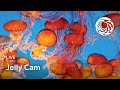 Live Jelly Cam Monterey Bay Aquarium