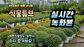 2024년 9월 21일  예쁜식물들 보면서 랜선으로 아이쇼핑하면서  수다즐겨봐요. #양재꽃시장 #식물튜브 #…