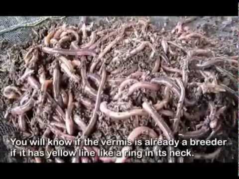 A vermi di un cucciolo come non si impiglierà Lanalisi su helminths che entra