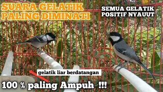 Download lagu suara pancingan gelatik paling diminati silahkan buktikan cukup di putar gelatik lain positif bunyi mp3