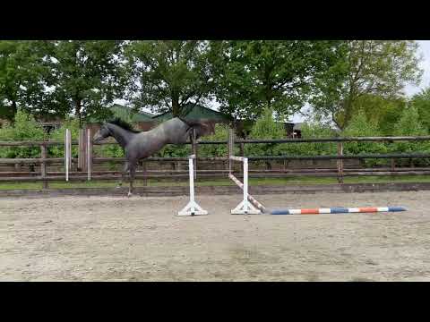 Odin GP:CORNET OBOLENSKY x UKATO