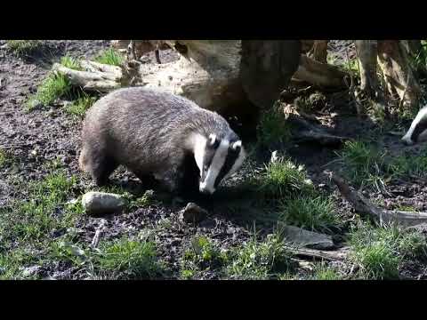 Tiere des OTTER-ZENTRUMs - der Dachs!