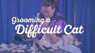 Grooming a Difficult Cat