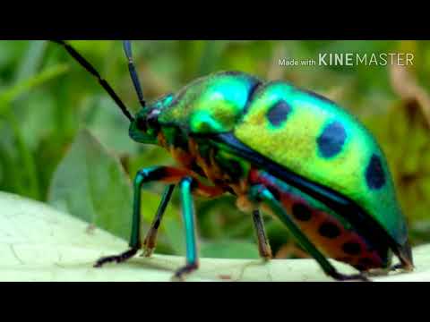 Nature beauty || Nature photography|| Micro photography || Full Hd